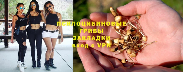 прущие грибы Медногорск